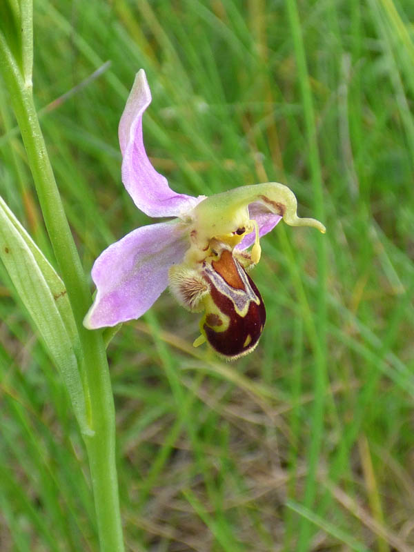 Ophrys apifera